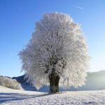 images (2)